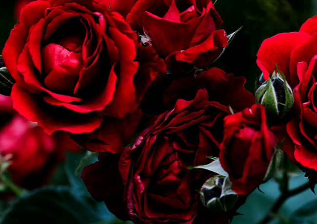 Explore the Love Beyond the Veil Series by Augustina Van Hoven